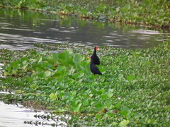 Jacana jacana hypomelaena
