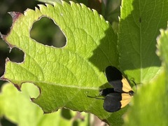 Lycomorpha pholus