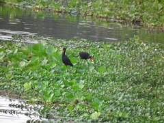 Jacana jacana hypomelaena
