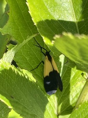 Lycomorpha pholus