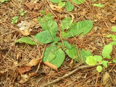 Elephantopus tomentosus
