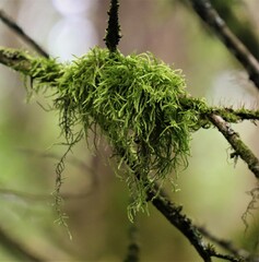 Kindbergia praelonga