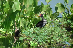 Jacana jacana hypomelaena