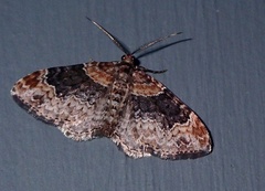 Xanthorhoe ferrugata