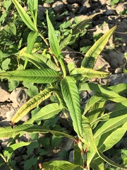 Persicaria bicornis