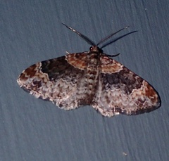 Xanthorhoe ferrugata