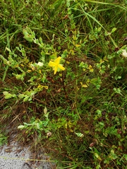 Hypericum tetrapetalum