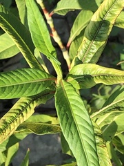 Persicaria bicornis
