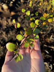 Betula glandulosa