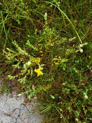 Hypericum tetrapetalum