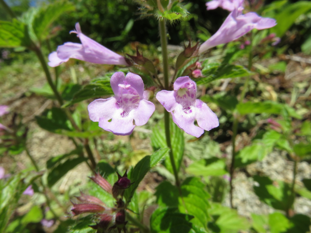 Clinopodium macranthum