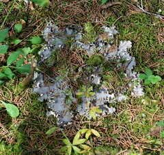 Peltigera canina