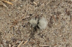 Dasymutilla sackenii