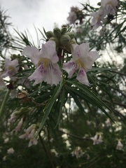 Chilopsis linearis arcuata