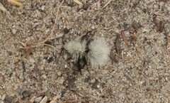 Dasymutilla sackenii