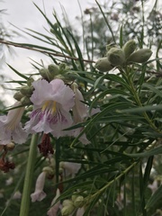 Chilopsis linearis arcuata