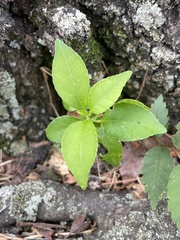 Celastrus orbiculatus