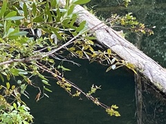 Rhododendron occidentale