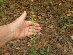 Solidago hispida