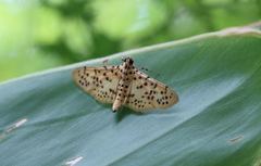 Conogethes