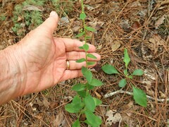 Solidago hispida