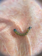 Uresiphita reversalis