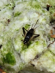 Velarifictorus micado
