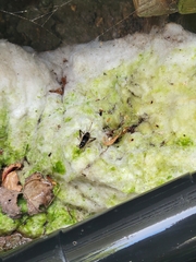 Velarifictorus micado