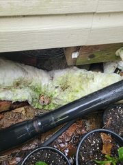 Velarifictorus micado