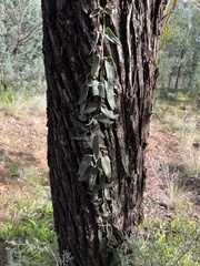 Parsonsia eucalyptophylla