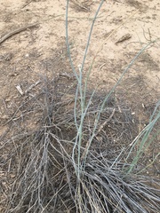 Asclepias subulata