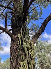 Parsonsia eucalyptophylla