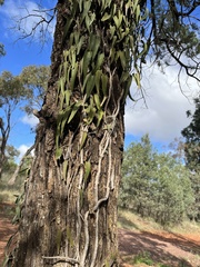 Parsonsia eucalyptophylla