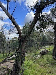Parsonsia eucalyptophylla