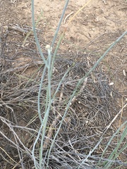Asclepias subulata