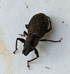 Pantomorus cervinus
