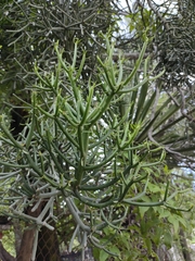 Euphorbia tirucalli