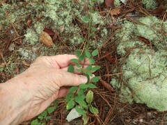 Desmodium marilandicum