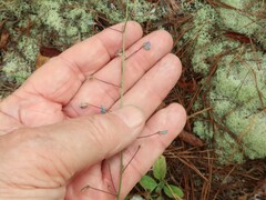 Desmodium marilandicum