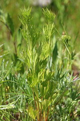 Delphinium viridescens