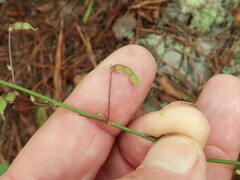 Desmodium marilandicum