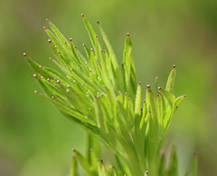 Delphinium viridescens