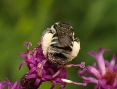 Eumelissodes