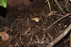 Bothrops asper