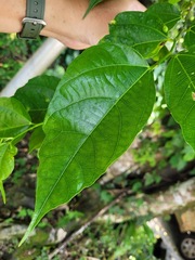 Ficus irisana