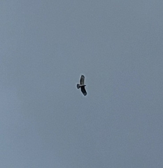 Buteo jamaicensis