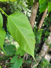 Ficus irisana