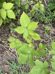 Rubus