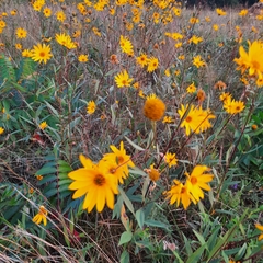 Helianthus occidentalis