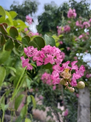 Lagerstroemia